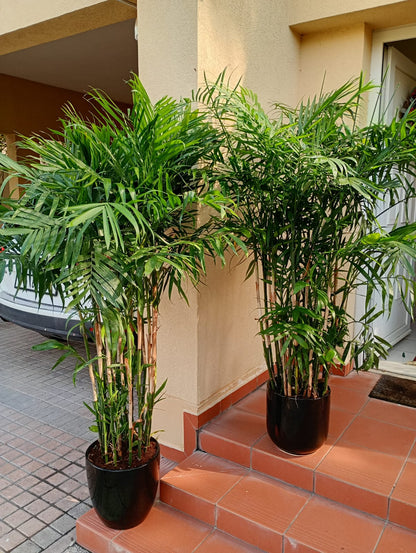 199DH WOW SALE Bamboo Palm (150 to 180cm) IN WHITE PROMO