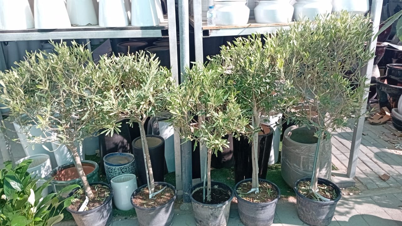 Clearance Sale Medium Olive Tree Wow Sale 💥