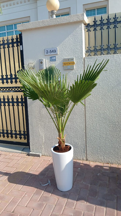 199DH Washintonia Big in Long Pot PROMO