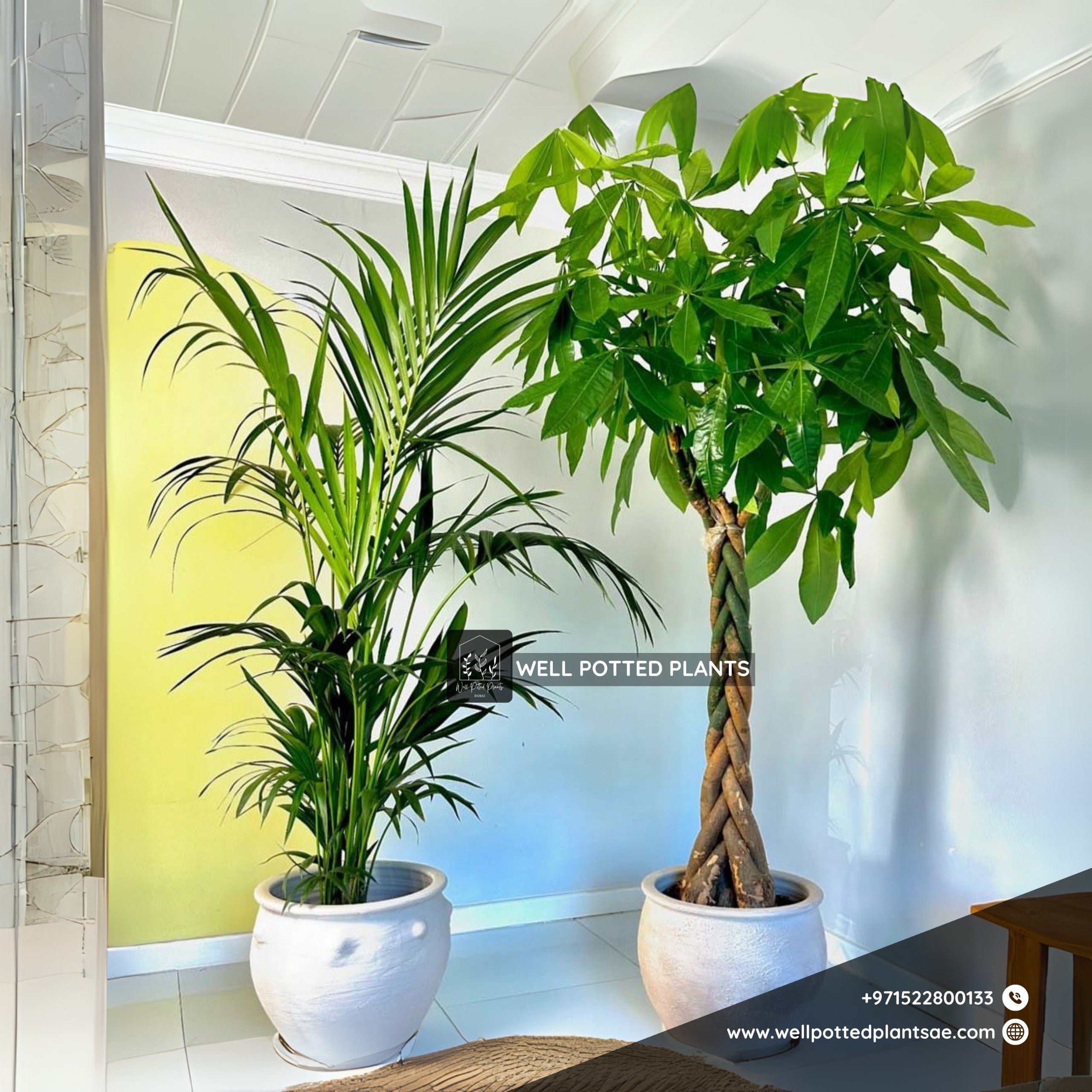 Offic Plants Premium Pachira + Kentia Palm Bundle