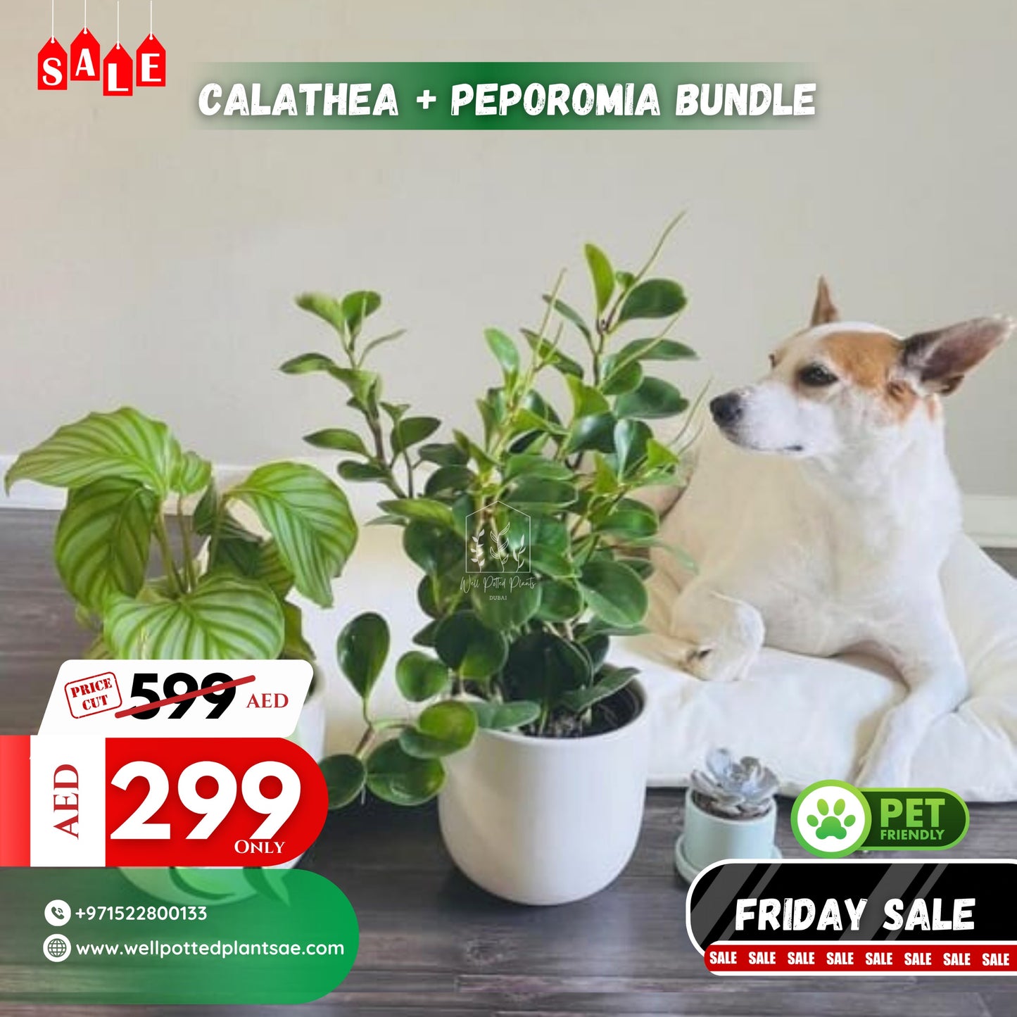 Calathea + Peperomia Bundle Pet Friendly