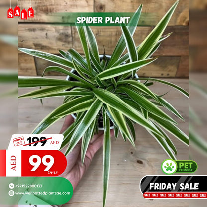 Spider Plant big