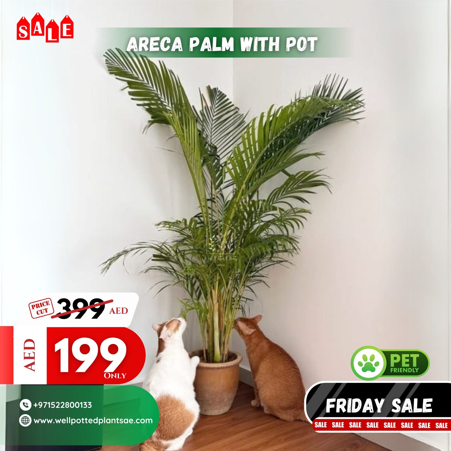 Areca in Clay Pet Friendly