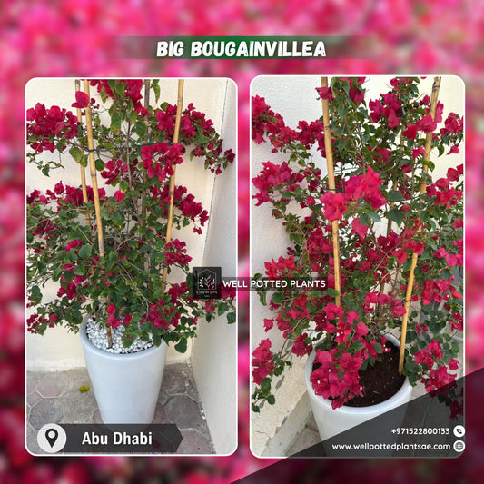 Bougainvillea Large with Pot 1pc