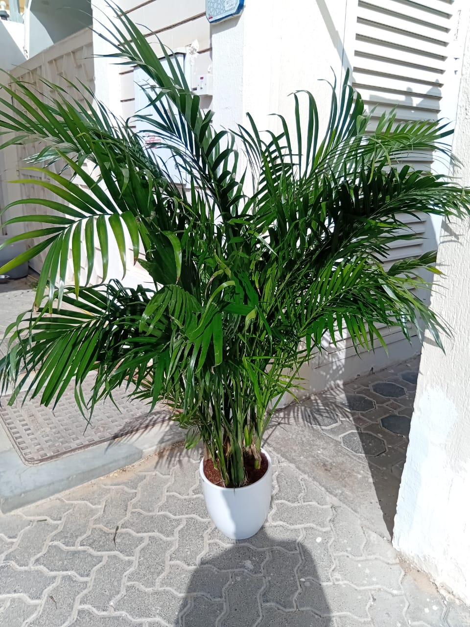 199DH WOW SALE Bamboo Palm (150 to 180cm) IN WHITE PROMO