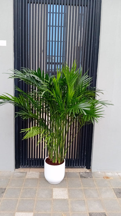 199DH WOW SALE Bamboo Palm (150 to 180cm) IN WHITE PROMO