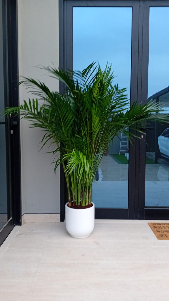 199DH WOW SALE Bamboo Palm (150 to 180cm) IN WHITE PROMO