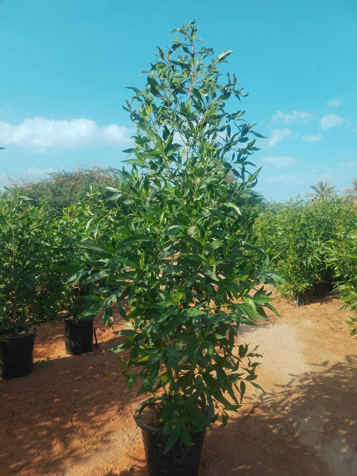 Damas Tree Privacy Plant