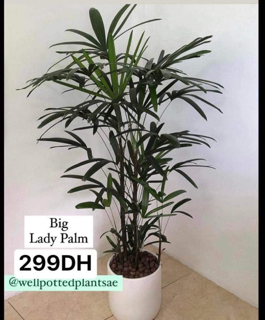 Lady Palm Giant PROMO
