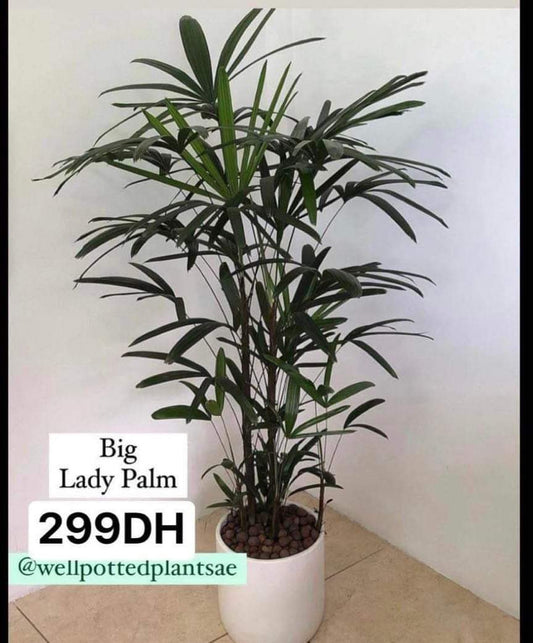 Lady Palm Giant PROMO