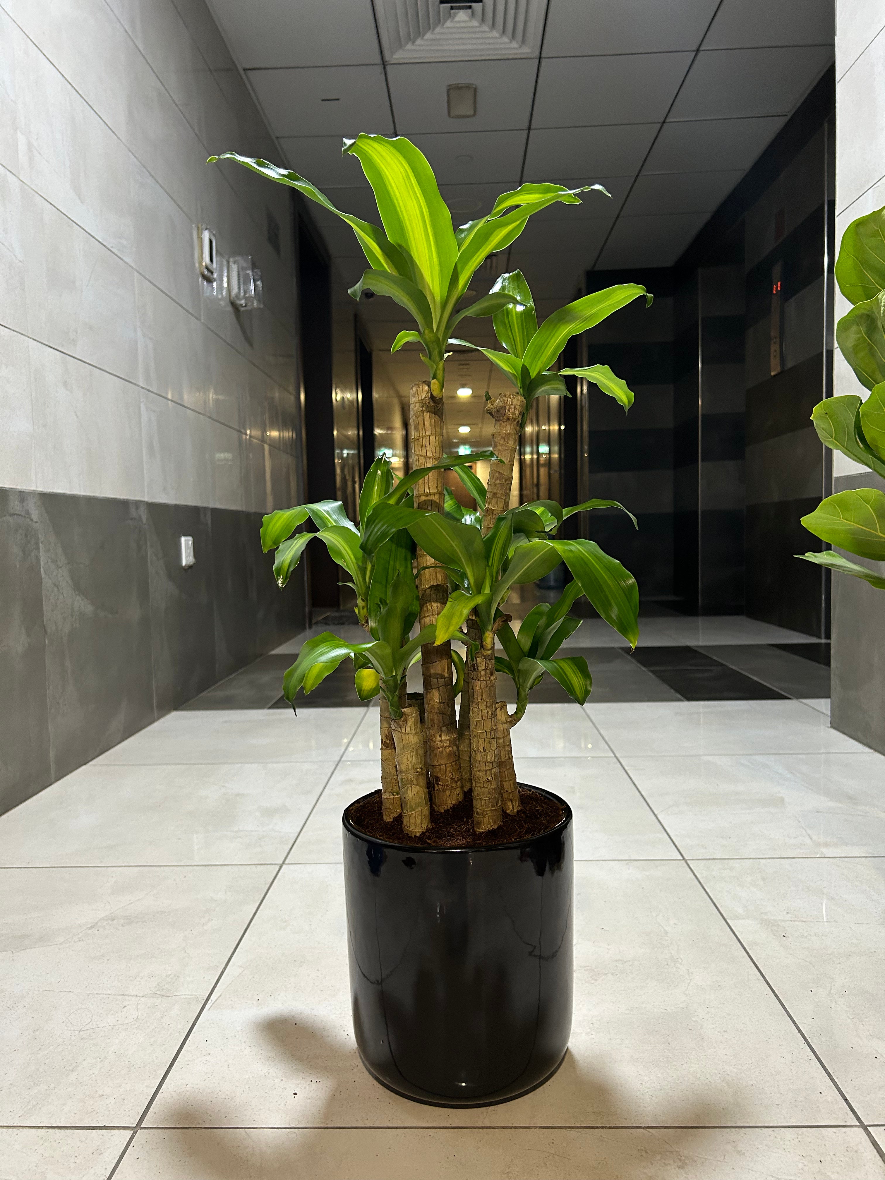 Fortune Promo Plant UAE