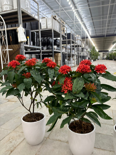 Ixora Bundle Summer Sale 2pc 199DH Indoor Plants Dubai