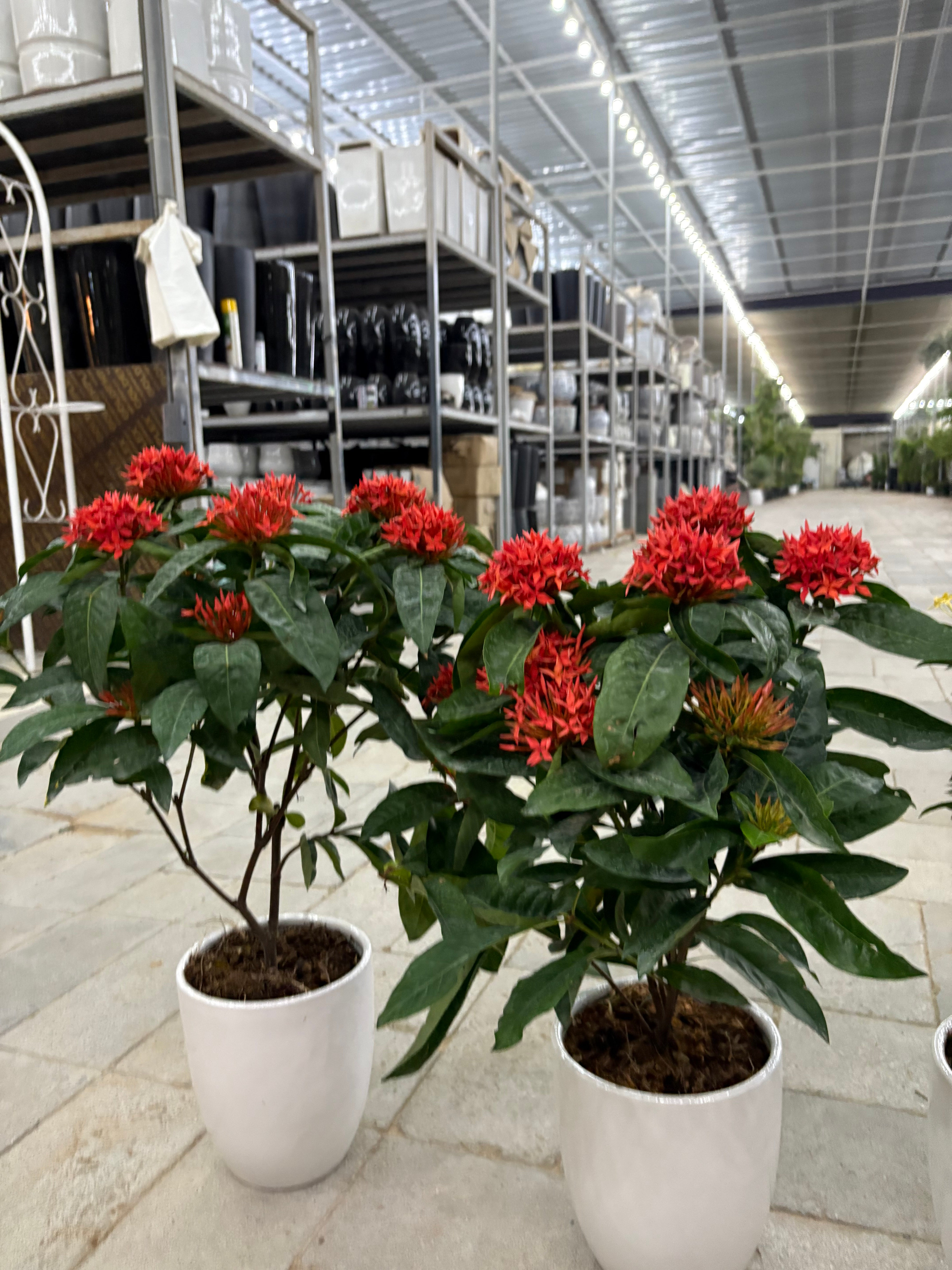 Ixora Bundle Summer Sale 2pc 199DH Indoor Plants Dubai