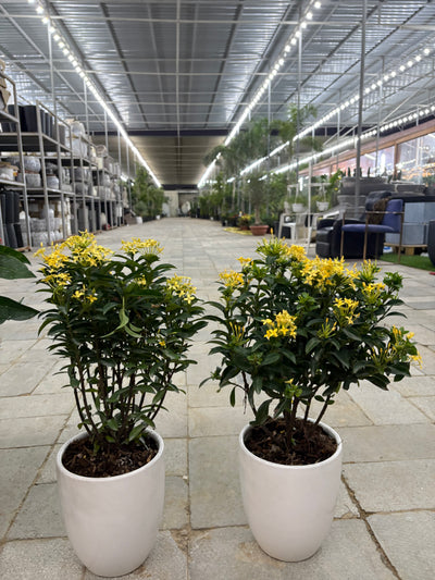 Ixora Bundle Summer Sale 2pc 199DH Indoor Plants UAE