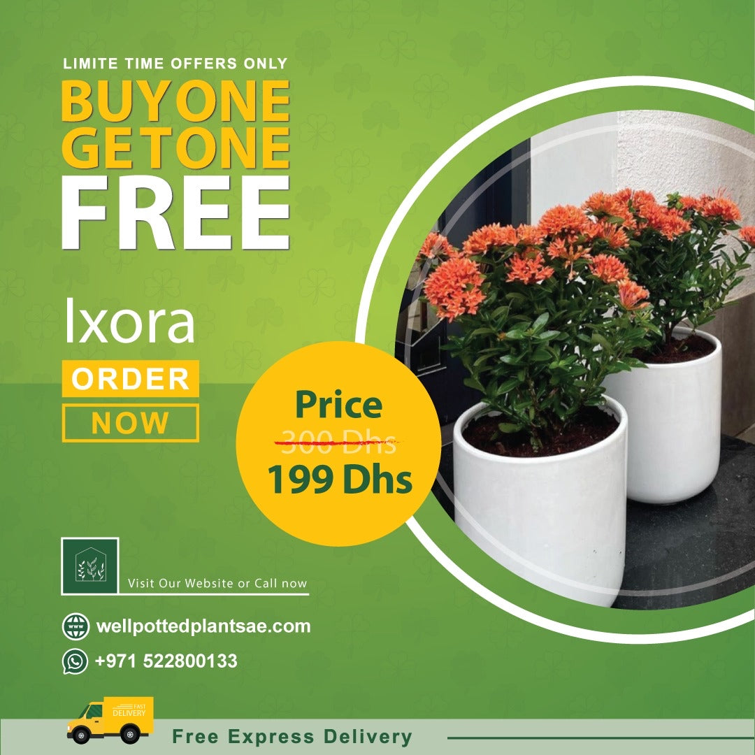 Ixora in Plastic Pot PROMO Plants UAE