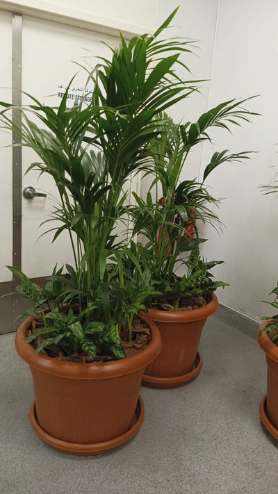 Kentia Palm Large with packed with fern 2Pots Bundle Plants UAE.