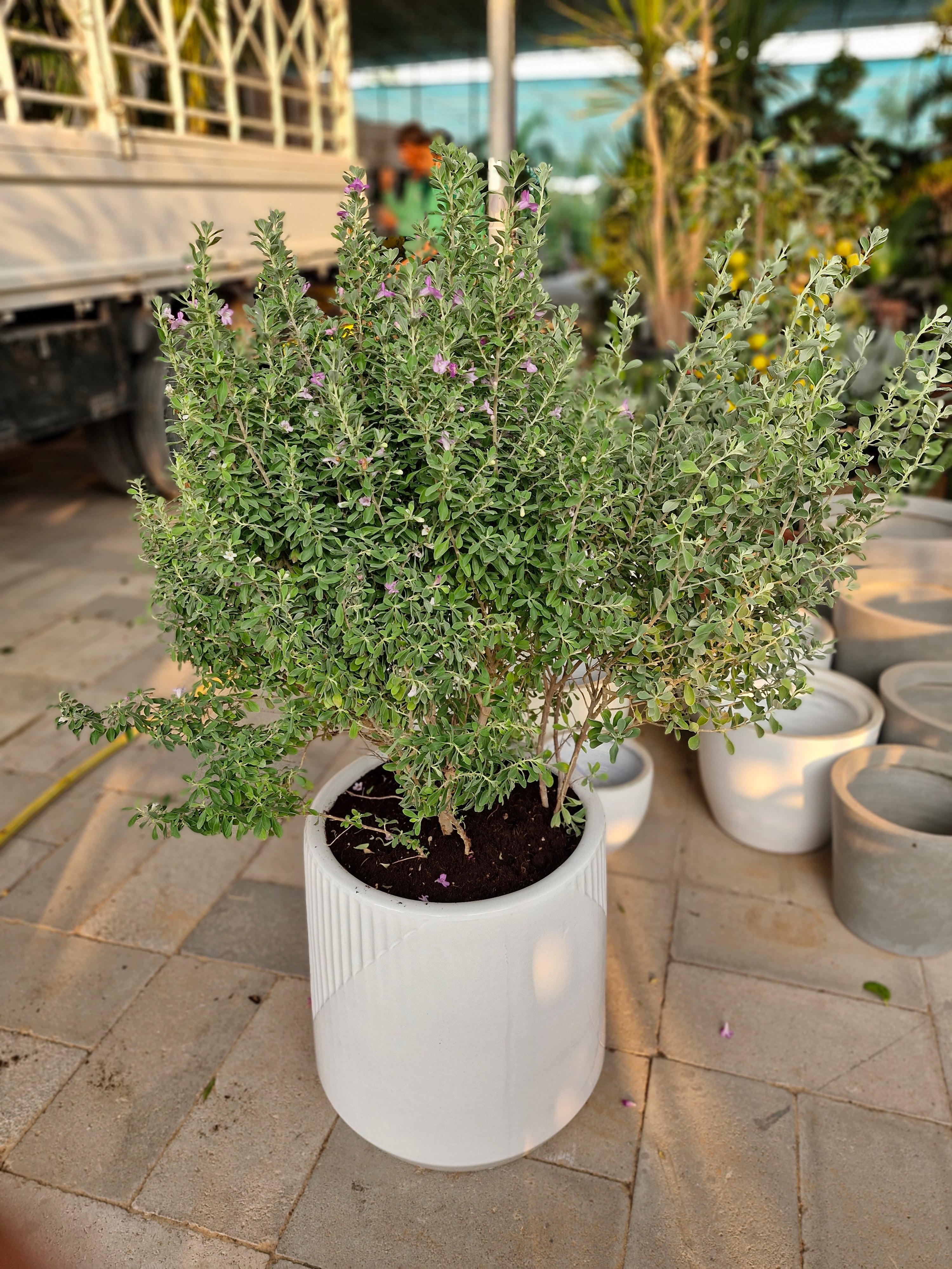 Lavender Lights Large (Leucophyllum) Buy Plants UAE.