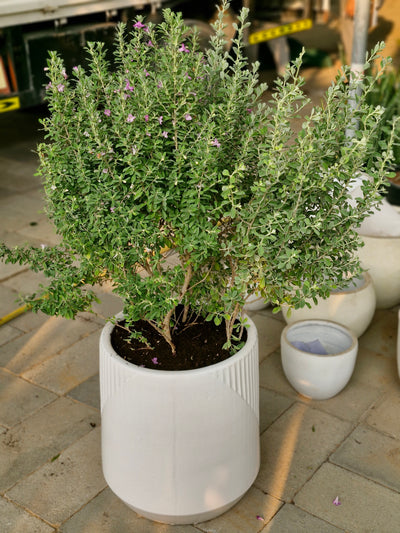 Lavender Lights Large (Leucophyllum) Plants UAE.