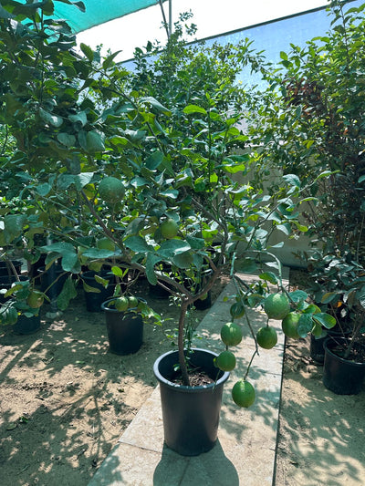Lemon yellow Outdoor Plants UAE