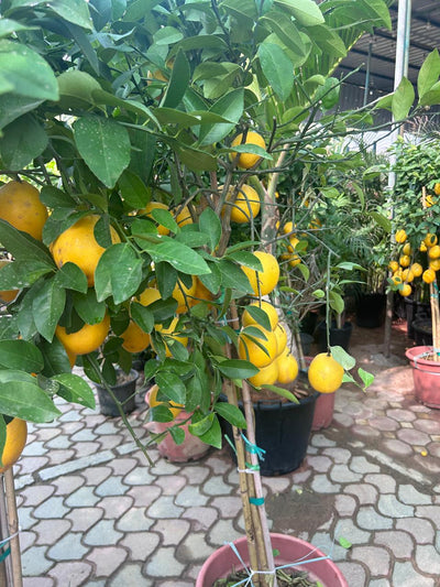 Lemon yellow in Nursery Big Outdoor Plants UAE