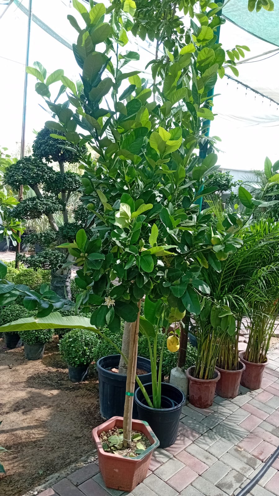Lemon yellow in Nursery Pot Big Outdoor Plants UAE.
