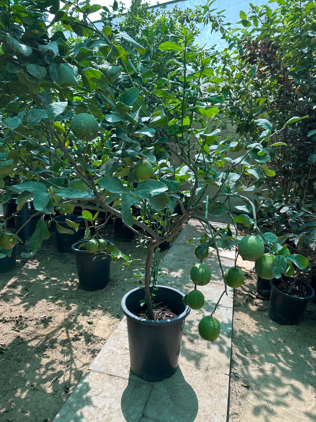 Lemon yellow in Nursery Pot Big  Plants UAE
