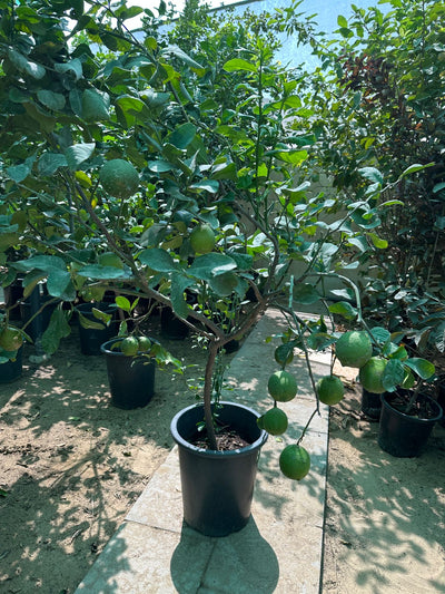 Lemon yellow in Nursery Pot Big  Plants UAE