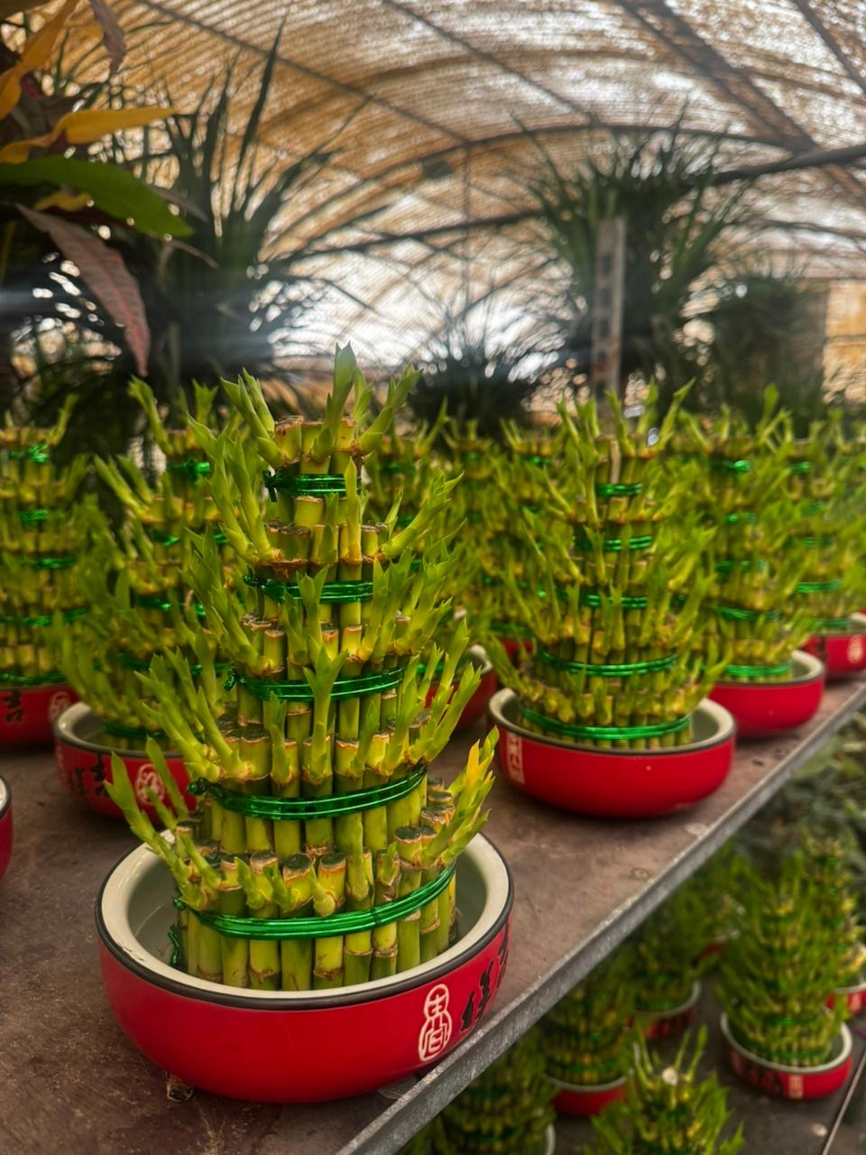 Lucky Bamboo Promo Plants UAE