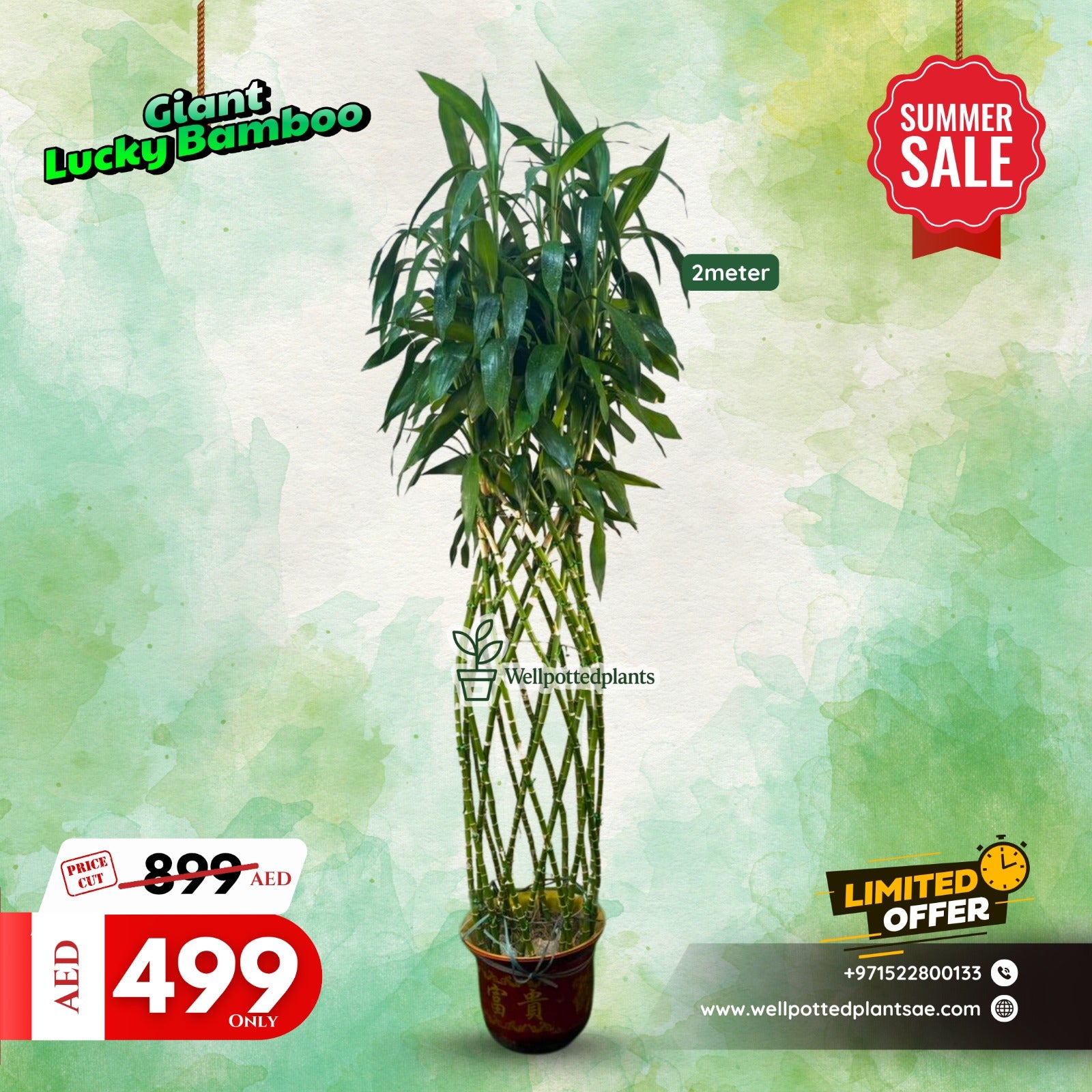 Lucky Giant Bamboo 1.8m Plants UAE