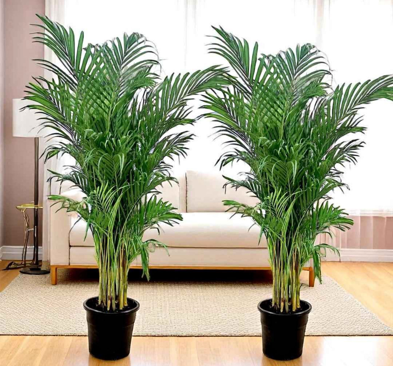 Mega Sale Areca Palm 140-160cm EACH in Plastic Pot Promo (Not Bundle). Two large green potted plants in a living room with a beige sofa and wooden floor.