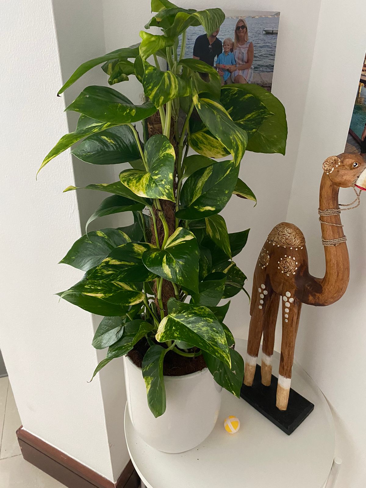 Money Plant Golden Pothos Plants UAE