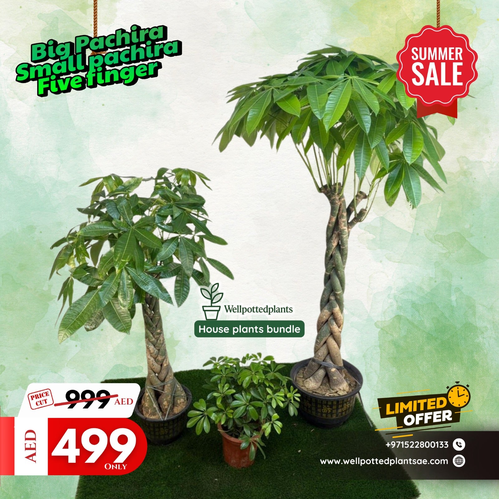 Money Tree Pachira Bundle with Gardenia (3pc) Feng Shui Plants UAE.