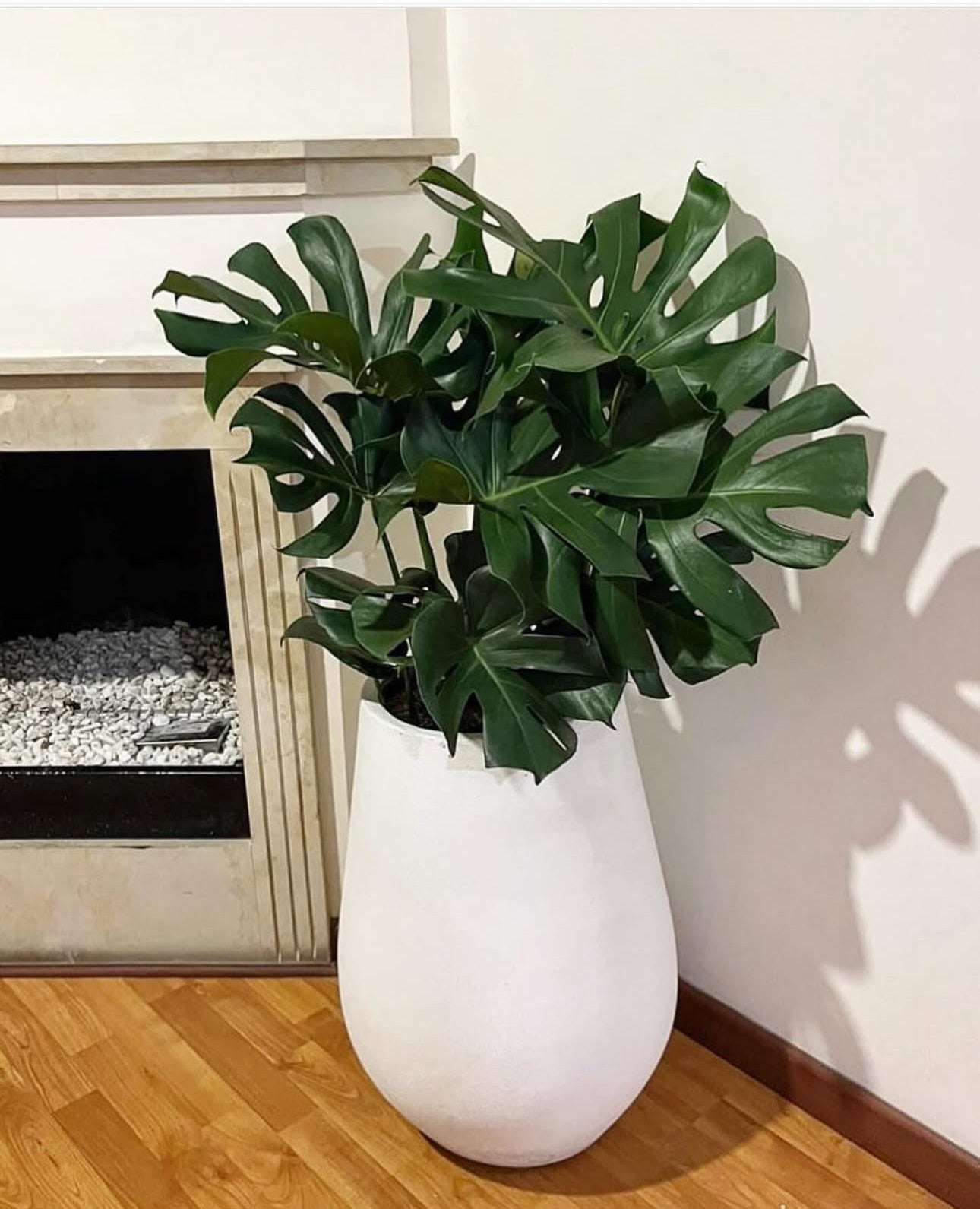 Monstera Premium Quality in Fiber Plants UAE.