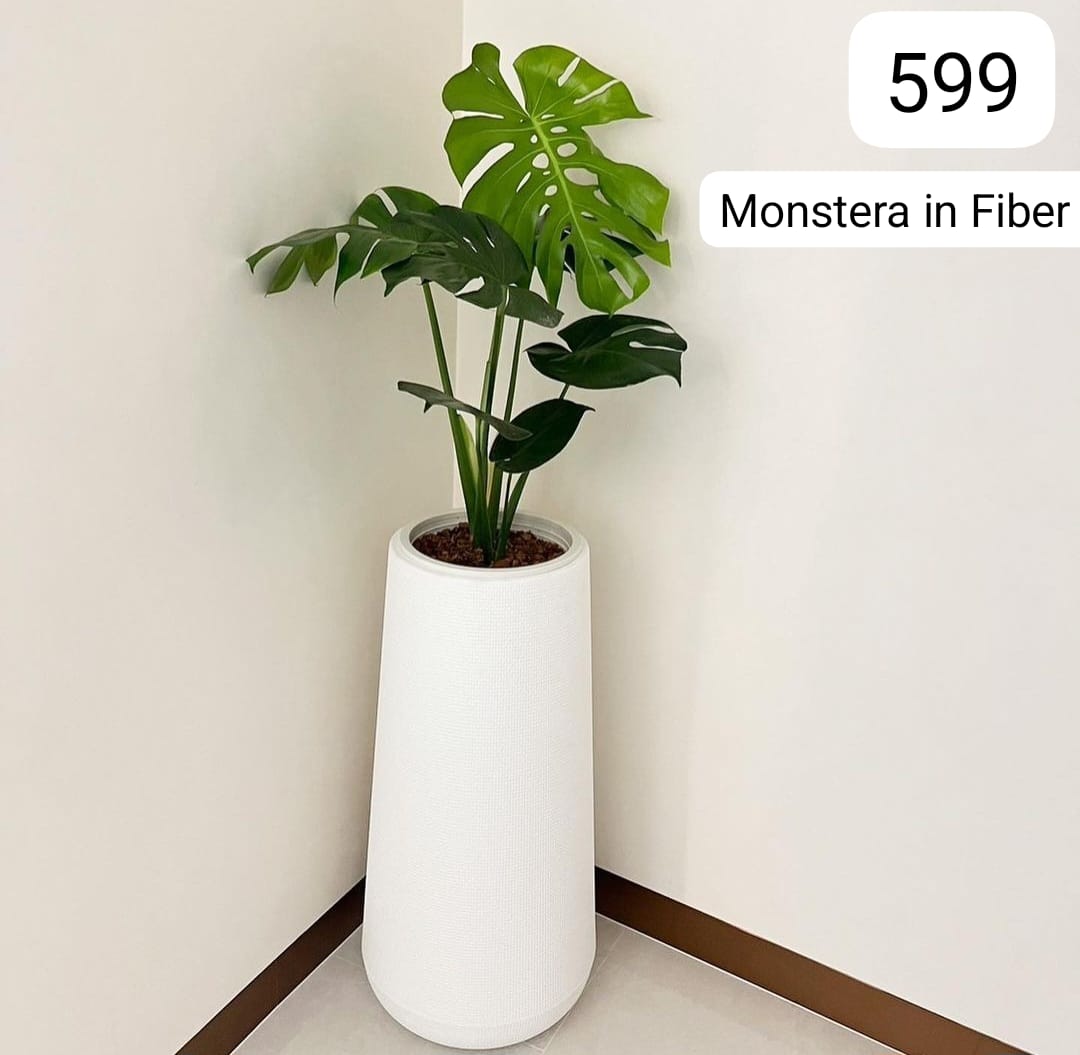 Monstera Premium in Fiber Pot Plants UAE.