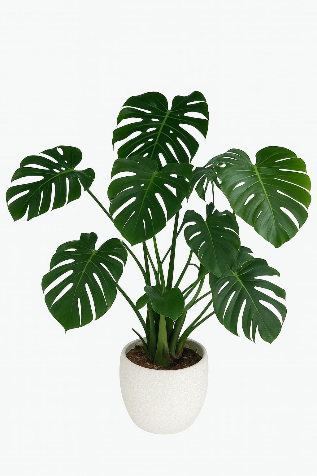 Monstera XLarge Big Leaves Plants UAE.