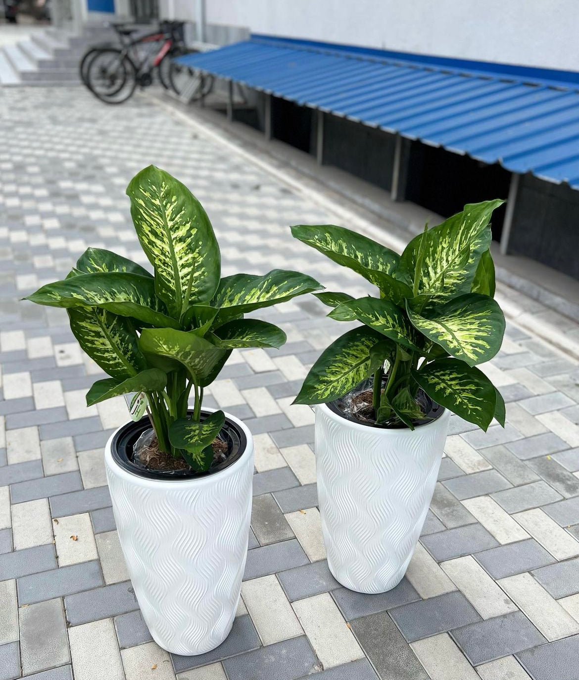 Morning Dew Each Indoor Plants UAE.