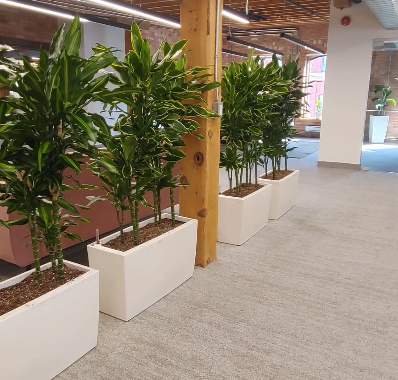Office Plant Dracaena in Fiber Pot Plants Dubai