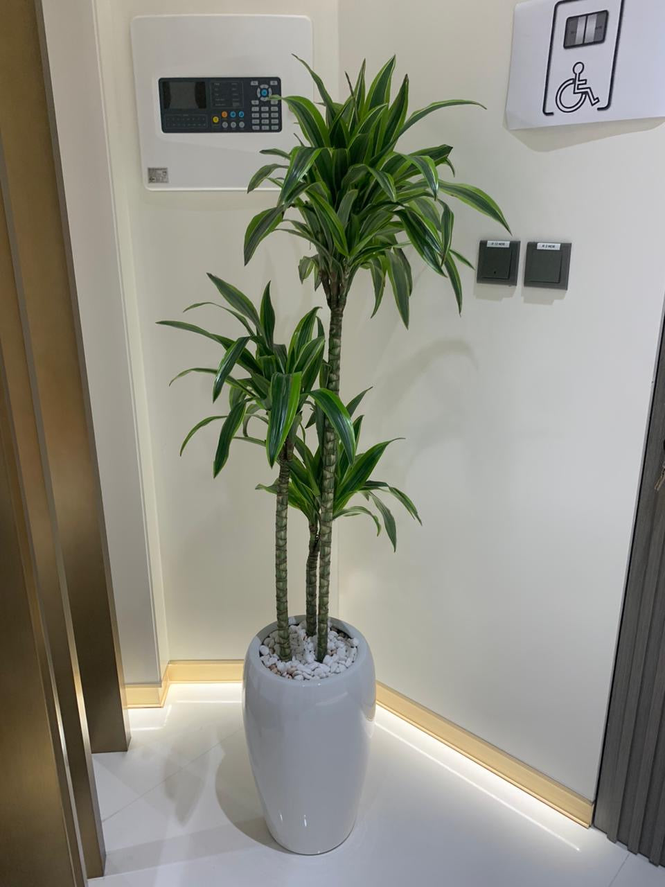 Office Plant Dracaena in White Long Glossy Pot .