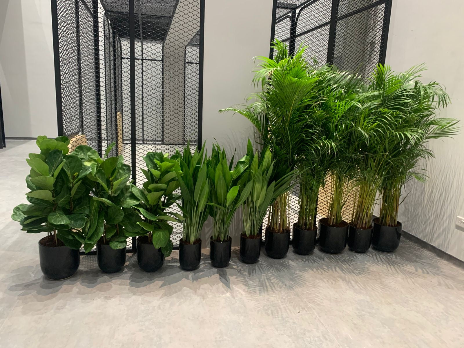 Office Plants Bundle 11 Pc Plants UAE.