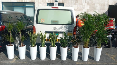Office Plants Bundle 9pc Medium Sized Cheap Plants UAE.