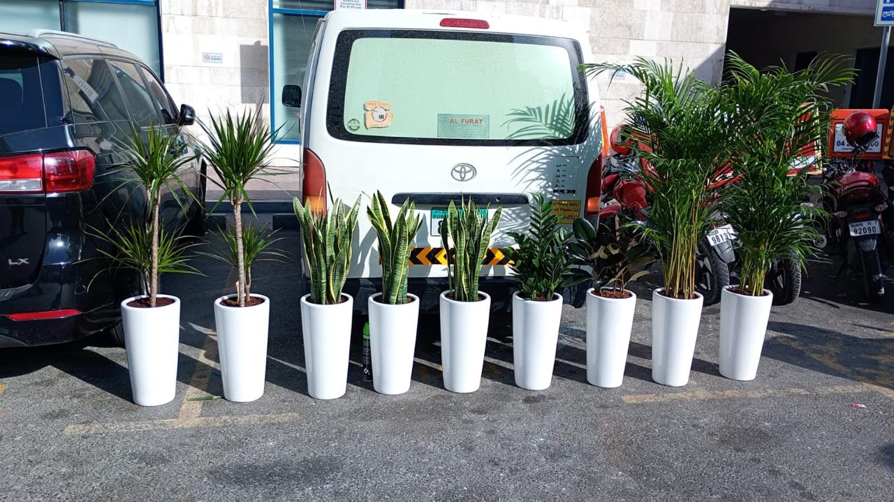 Office Plants Bundle 9pc Medium Sized Plants UAE