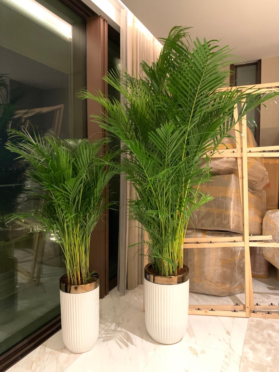 Office Plants Bundle Areca Palm Plants UAE