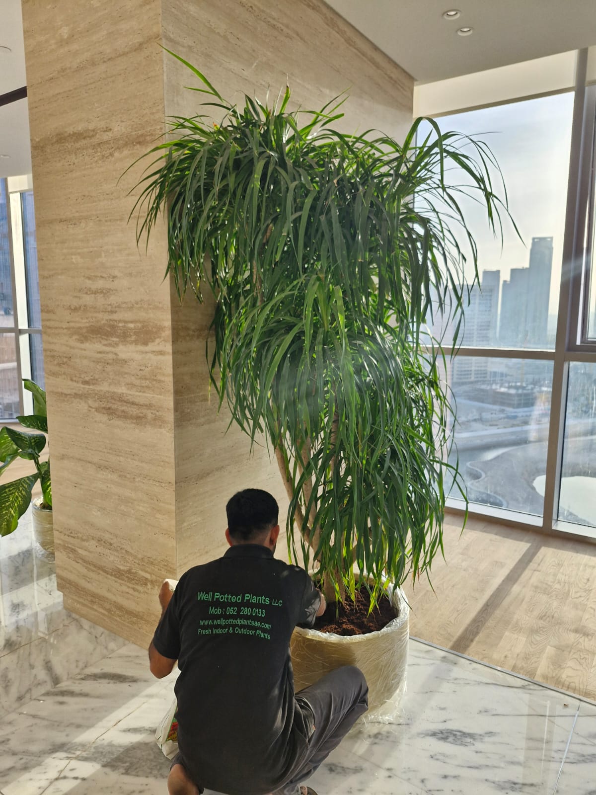 Person moving a large potted plant in an office setting with cityscape view. Office Plants Bundle Premium