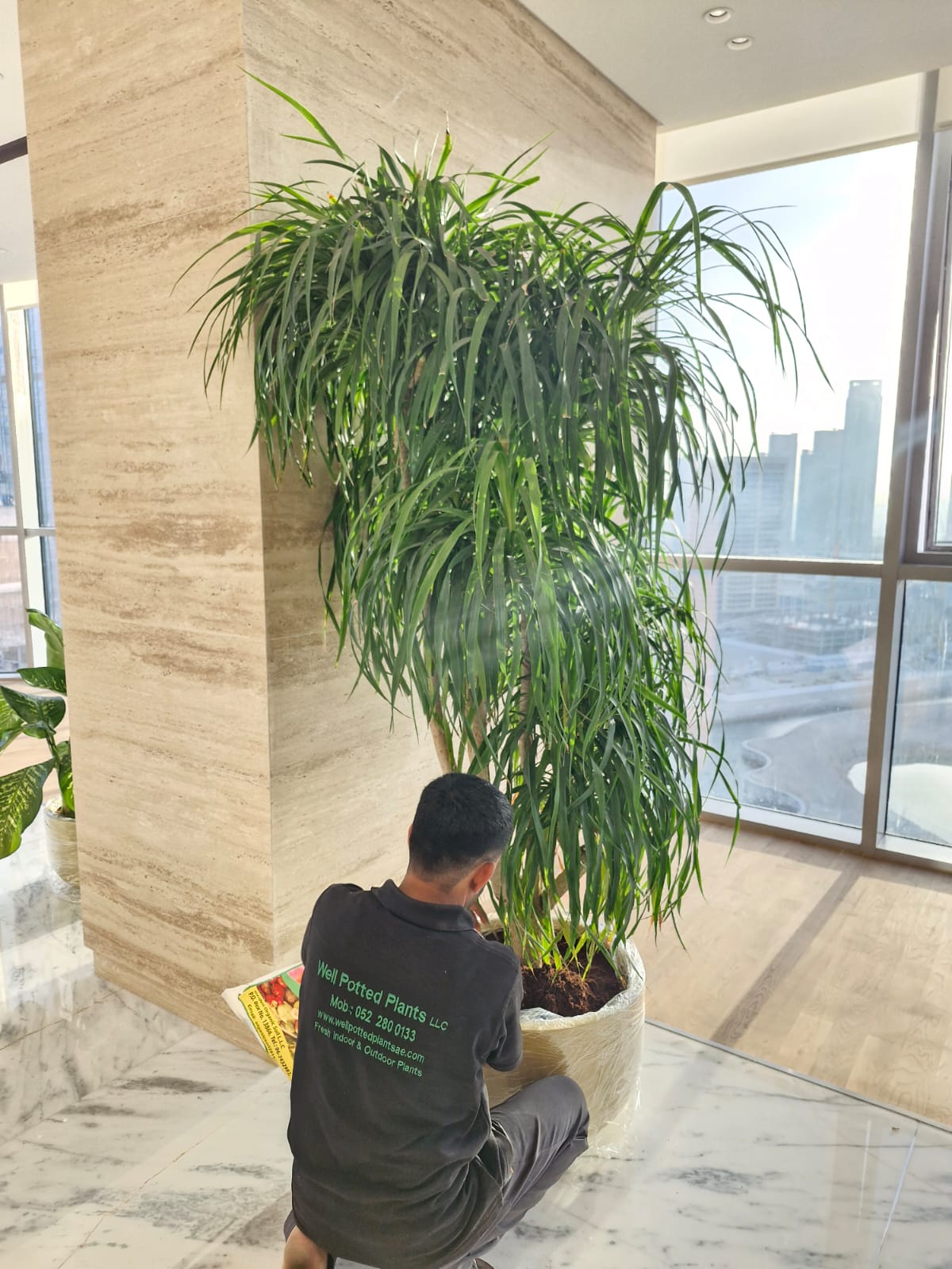 Person kneeling next to a large potted plant in an indoor setting with a cityscape view. Office Plants Bundle Premium.