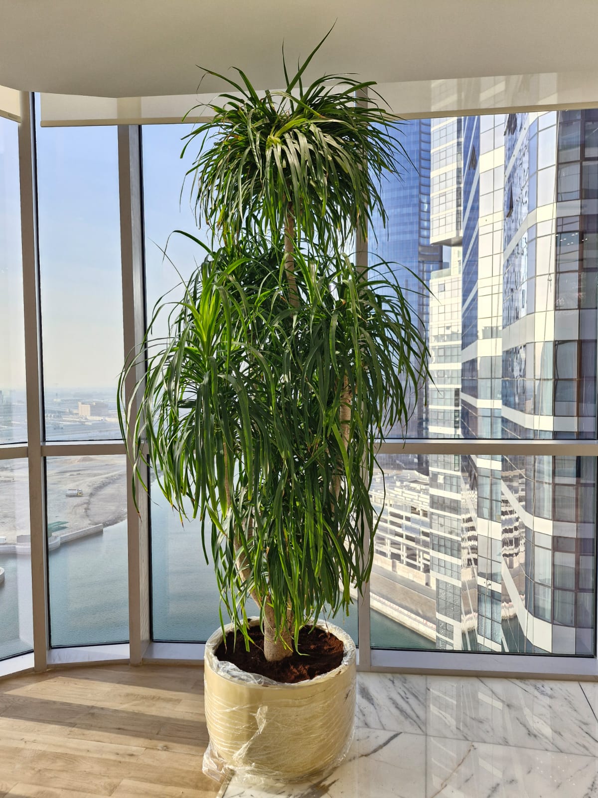 Potted plant in a room with large windows showing a cityscape. Office Plants Bundle Premium.