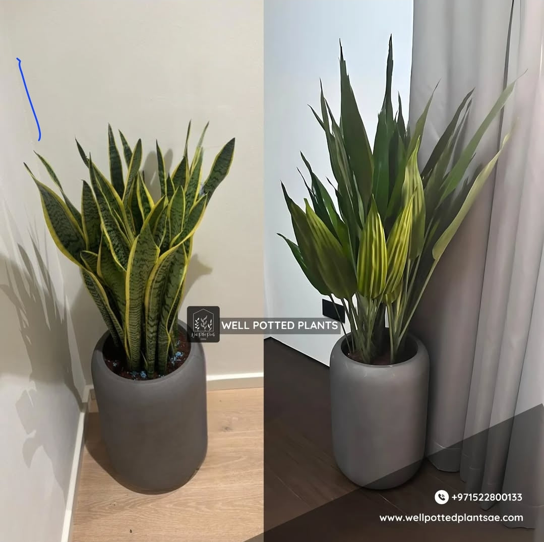 Office Plants Premium Bundle – Snake & Aspidistra in Fiber Pots Plant Dubai
