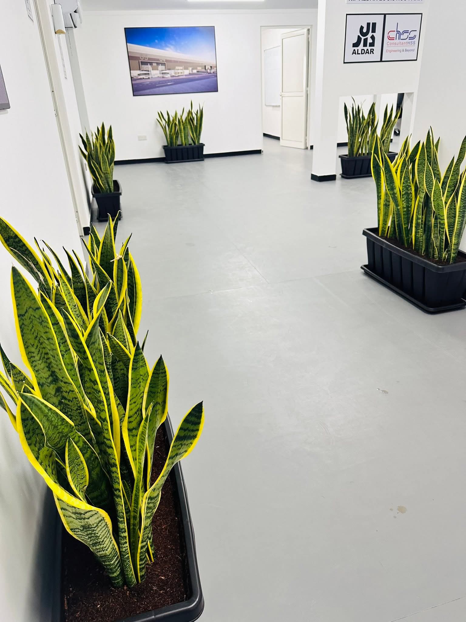 Office Plants Snakeplant in Plastic Rectangle Pot  Plants UAE