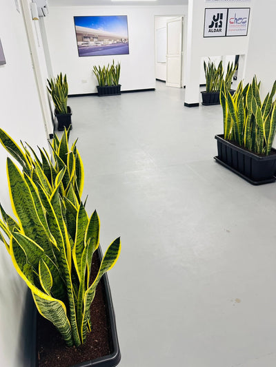 Office Plants Snakeplant in Plastic Rectangle Pot  Plants UAE