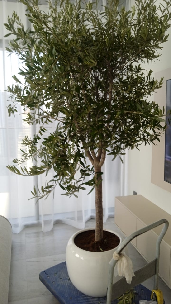 Olive Big Clearance Sale Outdoor Plants UAE