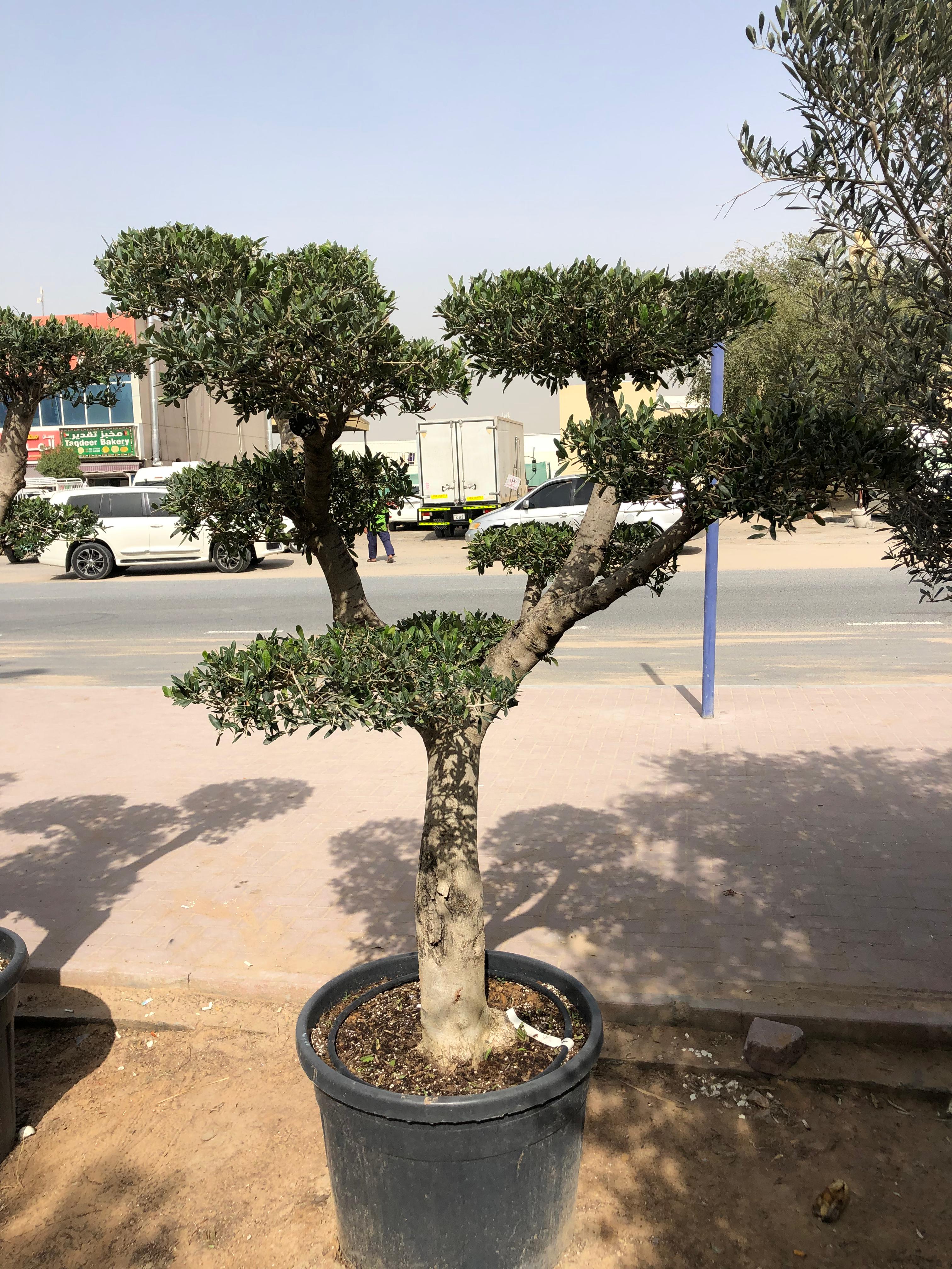 Olive Bonsai 30 Years Plants UAE. Potted bonsai tree on a street with vehicles and buildings in the background